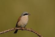 Red-backed shrike